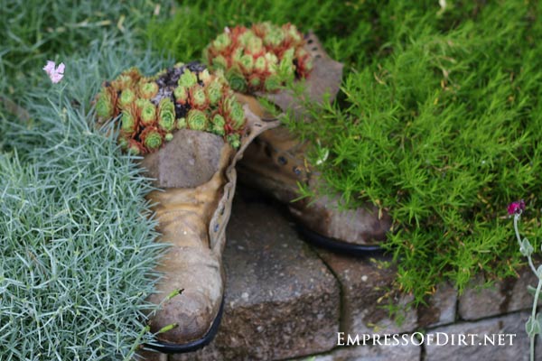 Old work boots planted with succulents.
