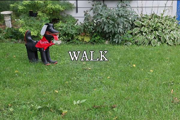 Rubber boot dog walking on lawn. 