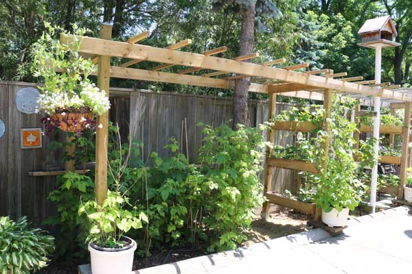 Wood sun arbor at side of driveway with plants. 