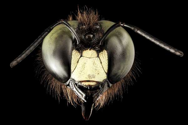 Close up of bee eyes.