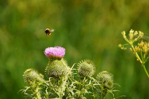 Bee hovering oer garden flowers. 
