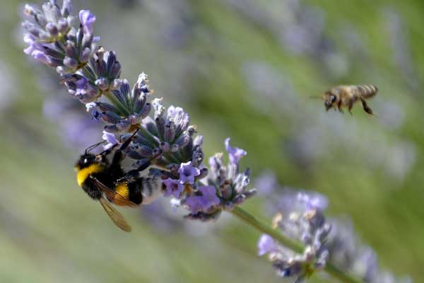 Bees hovering around catmint flowers.