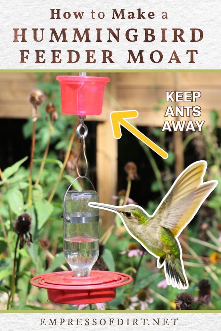 Hummingbird feeder with an water moat hanging above it to keep ants from climbing onto feeder.