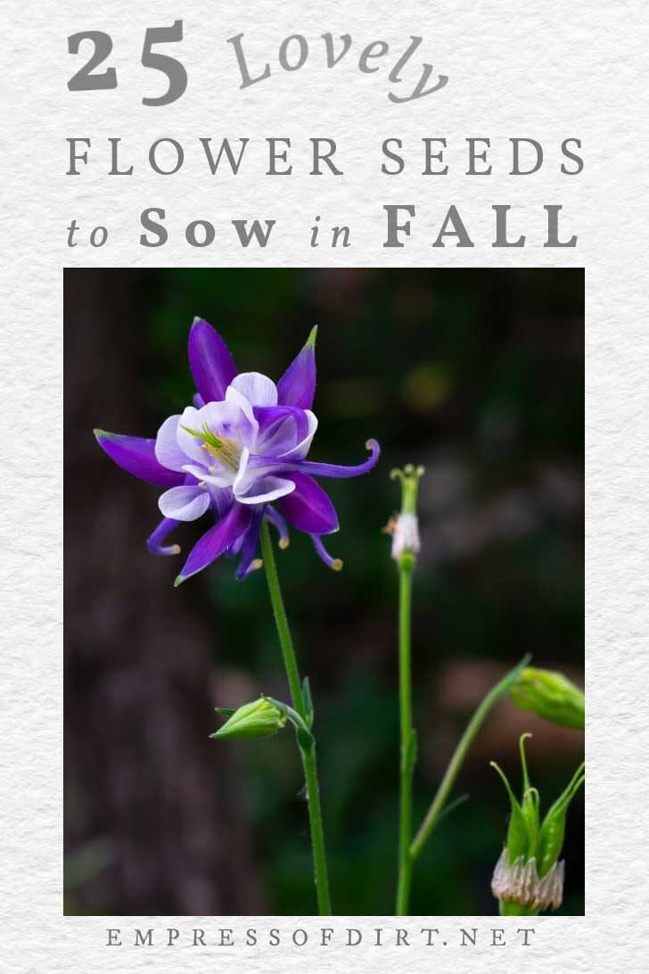 Purple and white columbine flower in the garden.