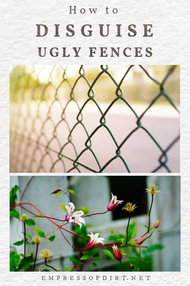 Ugly chain-link fence and clematis flowers.