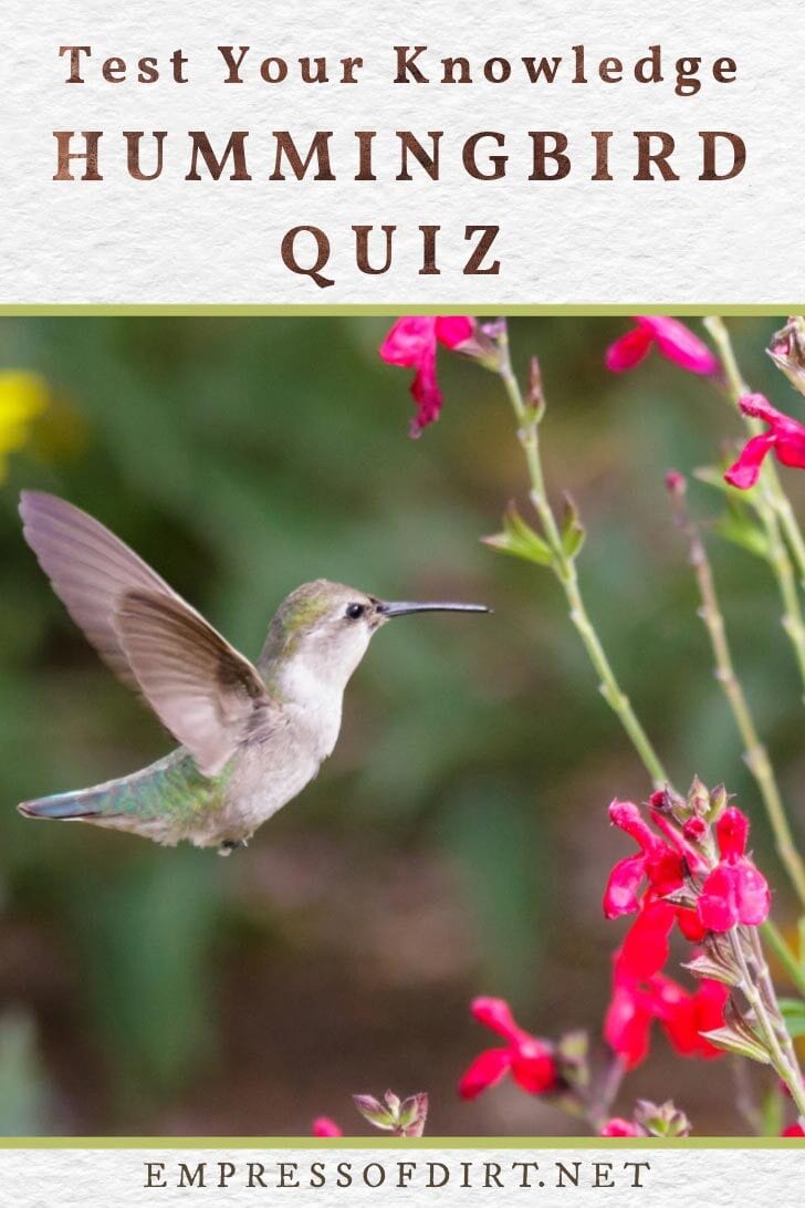 Do you know hummingbirds? Take the quiz and find out