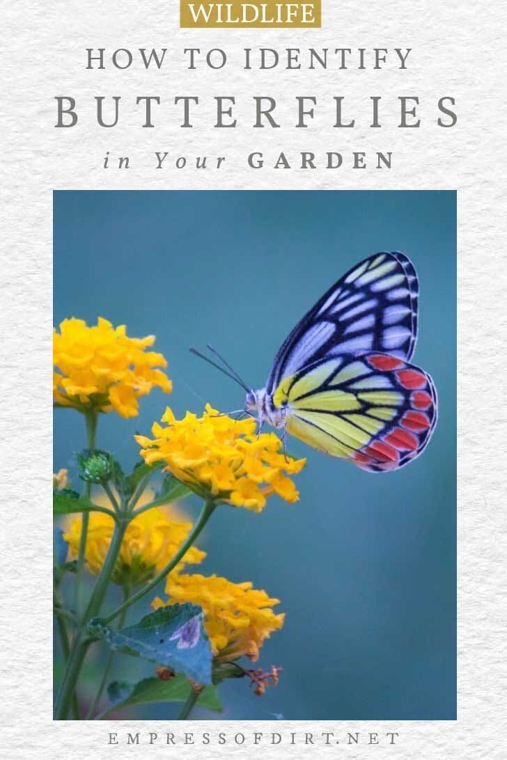 Need help identifying butterflies? These quick tips show how to recognize the differences between various groups of butterflies. Butterfly landing on garden plant.