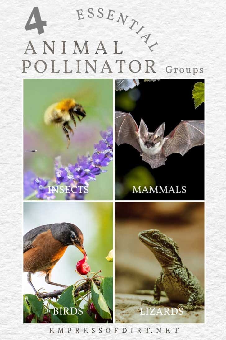 Animal pollinators that give life on earth including bees, bats, birds, and lizards.