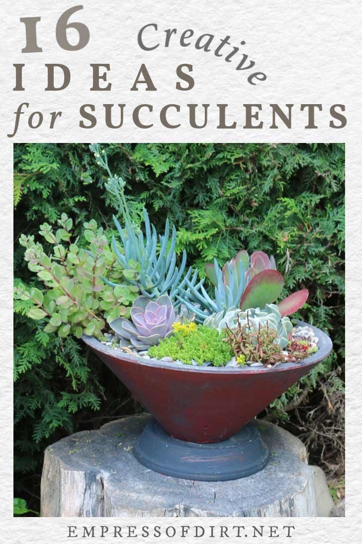 Assorted succulent plants in a container.