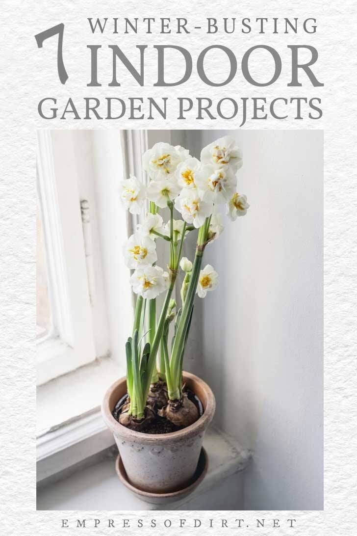 Indoor flowering bulbs by window.