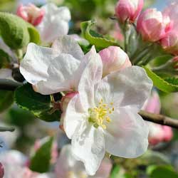 Apple tree blooms with white flowers