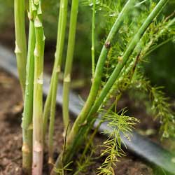 Male and female asparagus plants in garden. 