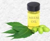 Neem oil in a bottle, neem leaves and fruit