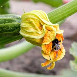Squash flower with bee
