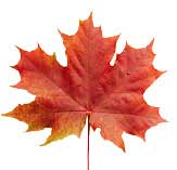 Red fall leaf. 