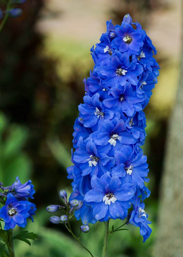Delphinium seeds - If you love delphiniums and wish the beautiful, tall, blue flowers would last throughout the summer. They do not, of course, but with this simple tip, you can actually get these gorgeous, flowering giants to bloom a second time within the same growing season.