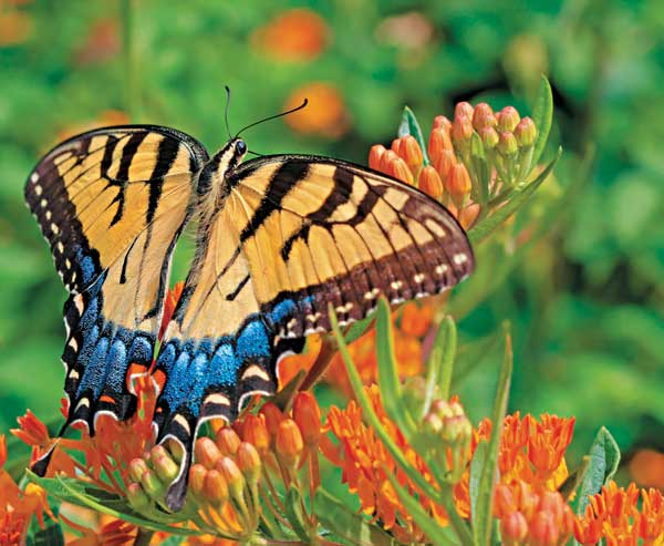 Eastern Tiger Swallowtail - image by Shutterstock Eastern Tiger Swallowtail - image by Shutterstock
