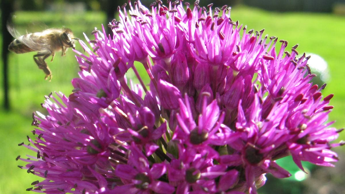 Purple allium flowers with bee.