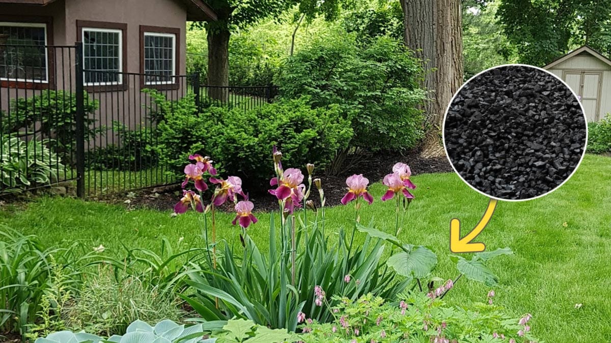 Biochar in the home garden.