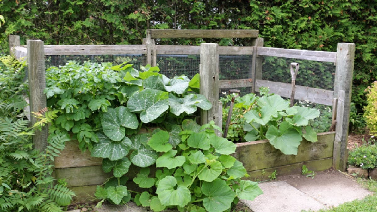 Large composting bins with squashes growing out of them.