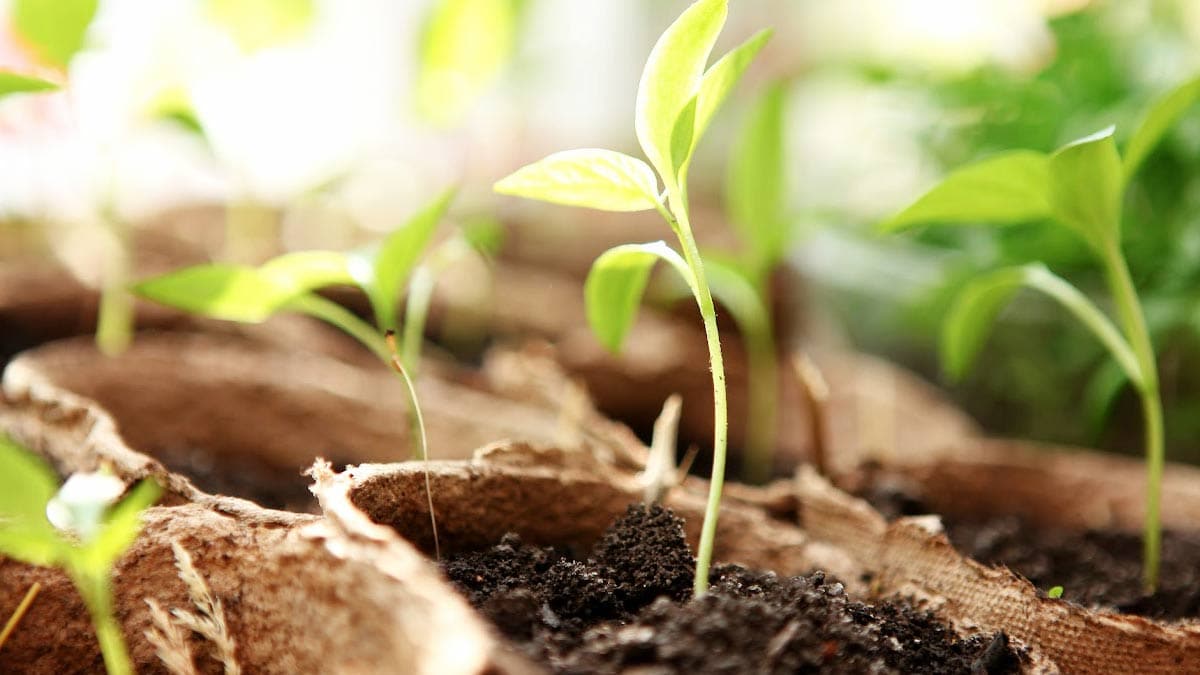 Seedlings prone to damping off disease.