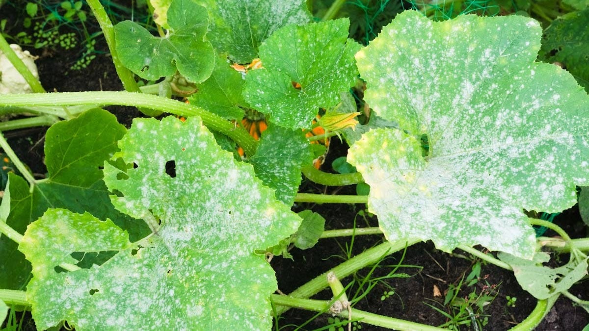 Powdery mildew growing on squash leaves.