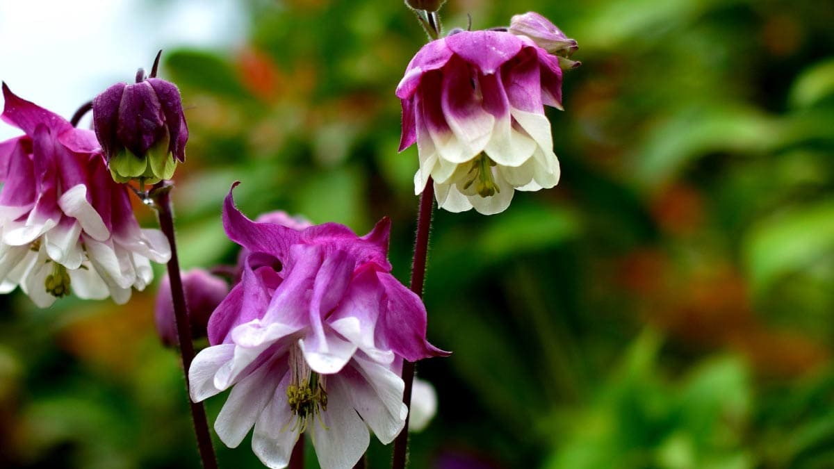 Purple and white columbine flowers sown from seed in fall.