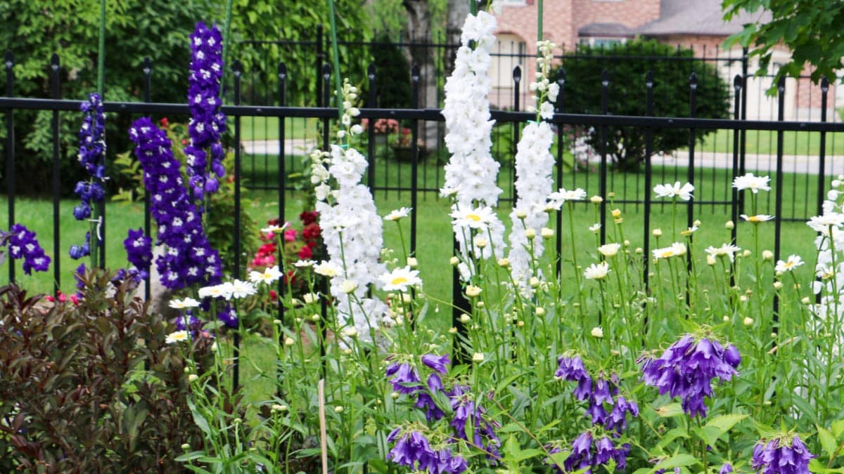 White and purple delphinium flowers in the garden.
