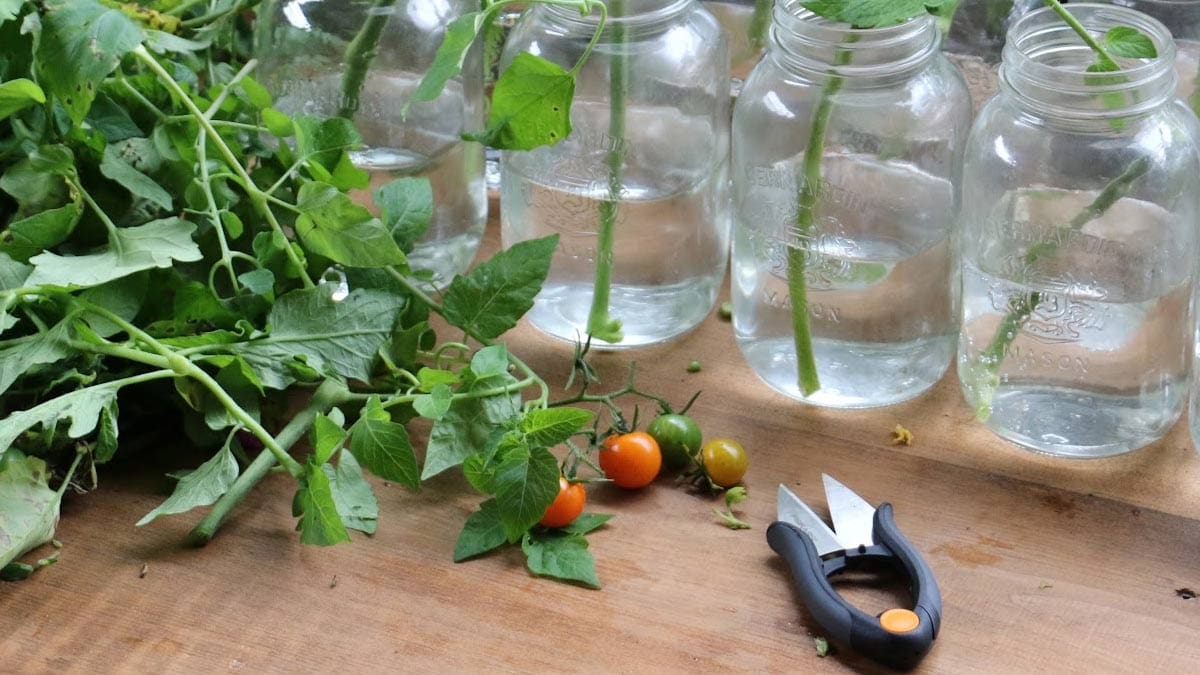 Tomato plant cuttings for propagation.
