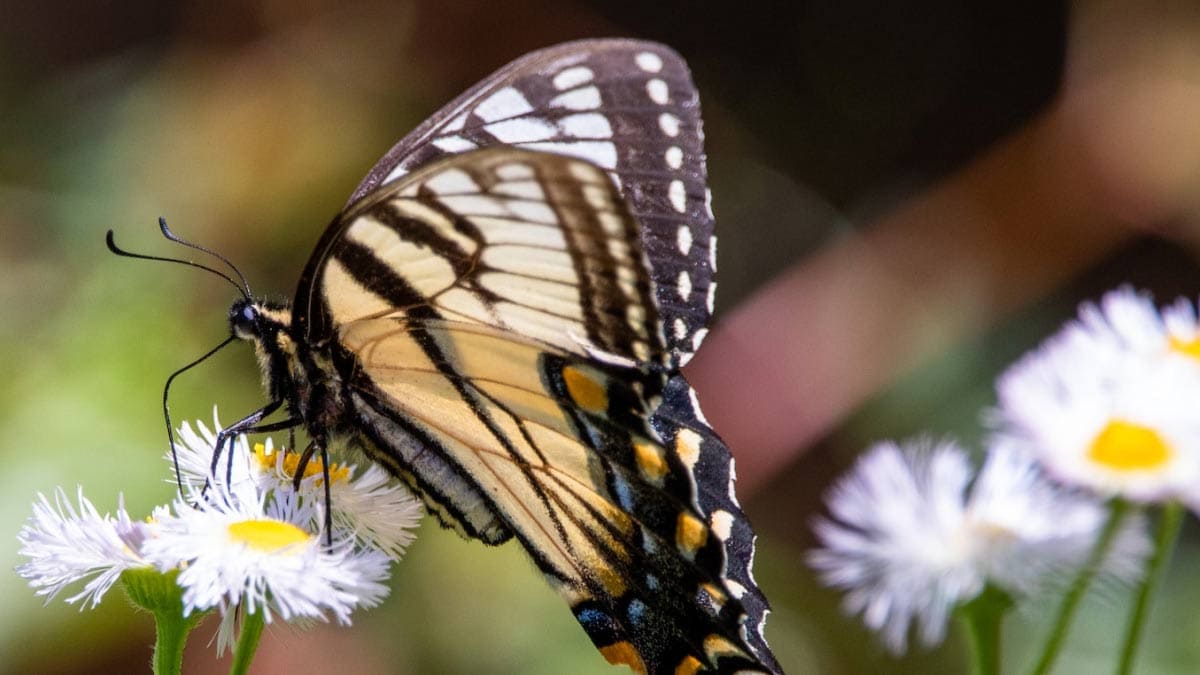 Butterfly taking nectar from flower.