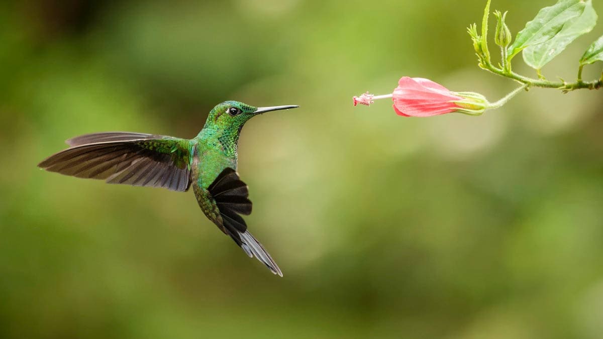 Hummingbird hovering near flowering.