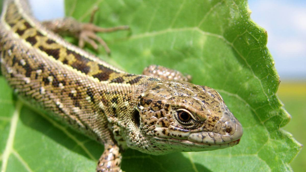 Lizard in the garden.