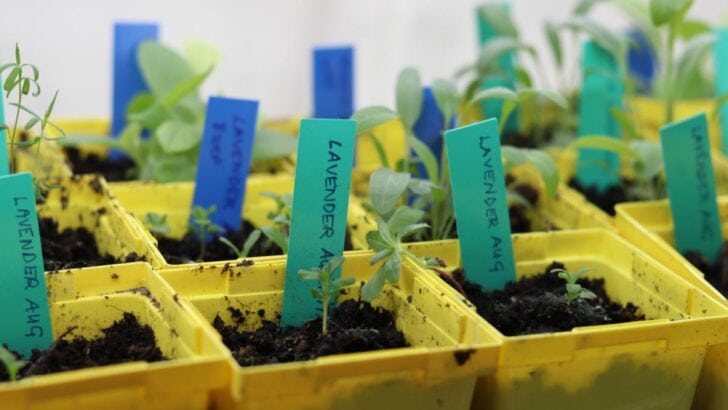 Seedlings growing indoors under grow lights.