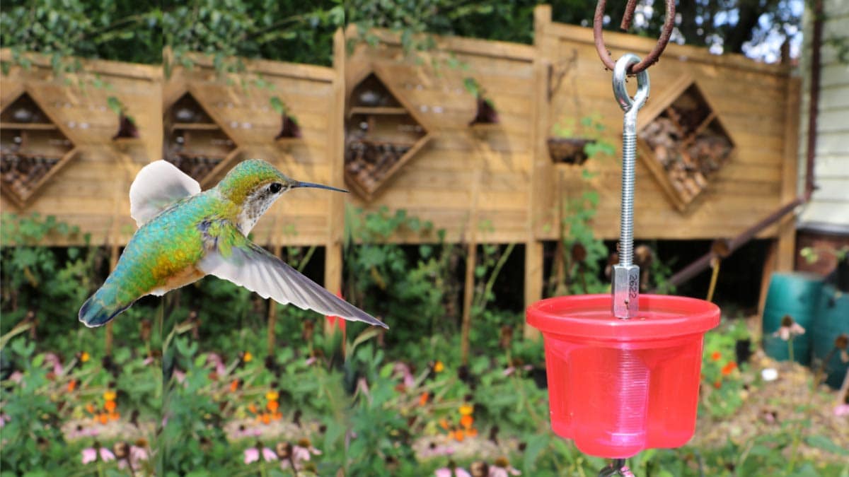 Hummingbird approaching moat at feeder that prevents ants from getting in the sugar water.