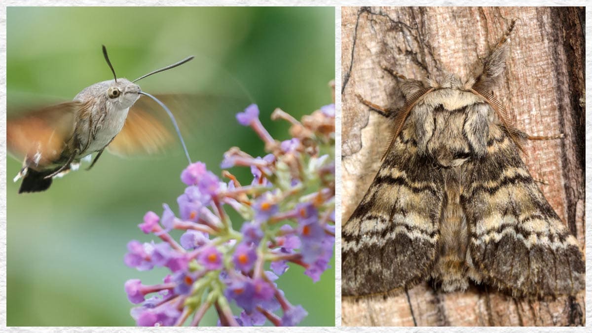 Moths in the garden.