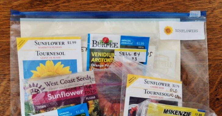 Packets of sunflower seeds in a labelled plastic bag.