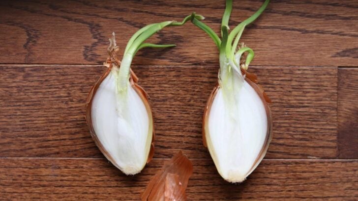 Onion growing green sprouting stems.