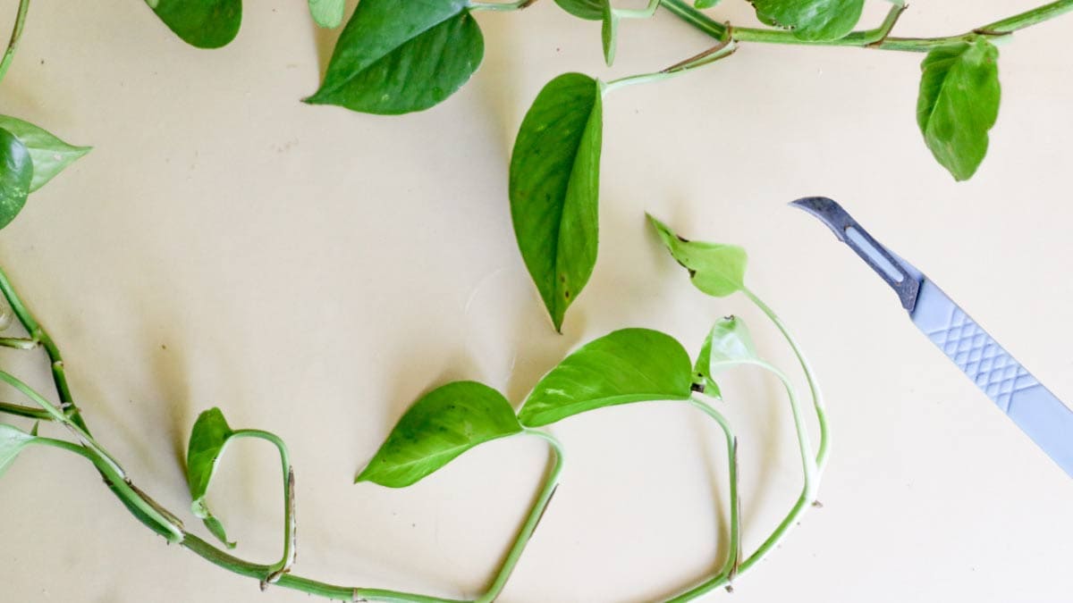Pothos plant cuttings.