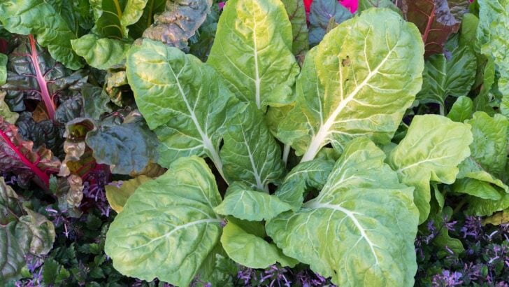 Vegetables growing in part shade.
