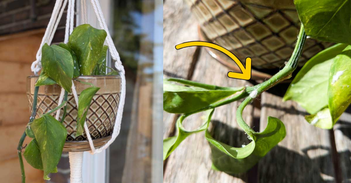 Mealybug infestation on houseplants