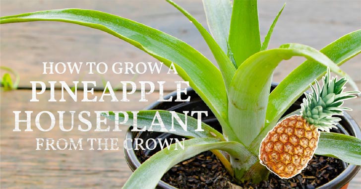 Pineapple houseplant and pineapple fruit.