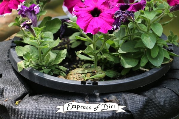 Frog riding in a floating garden pond planter.