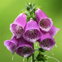 Pink foxglove flowers