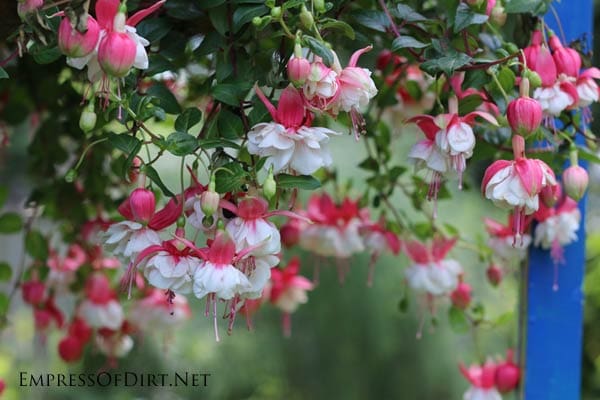 Vibrant pink and white fuchsia flowers hanging from a garden plant.