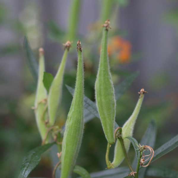 Milkweed seed pods not ready for harvesting seeds
