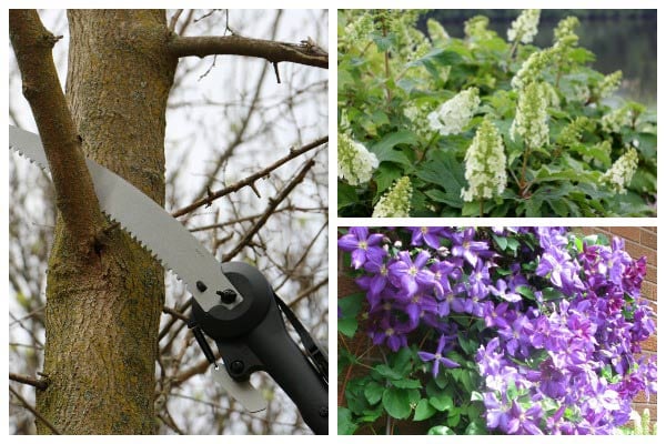 Using a pole saw to prune a tree branch. 