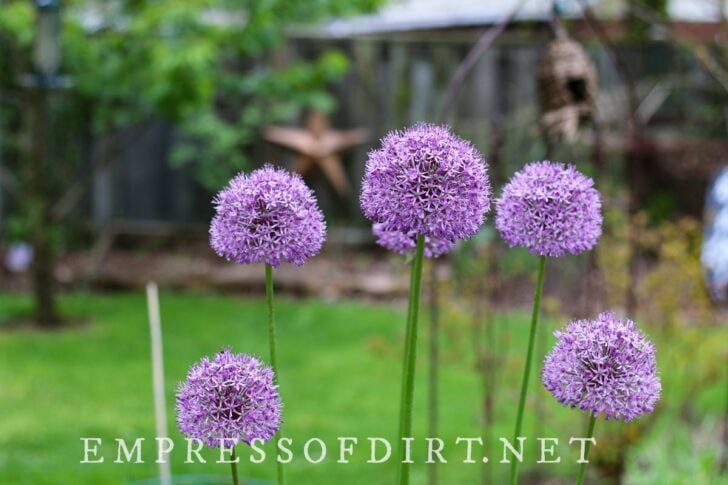 Alliums are those gorgeous flowering perennials in the spring garden. Large purple allium flowers blooming in the garden.