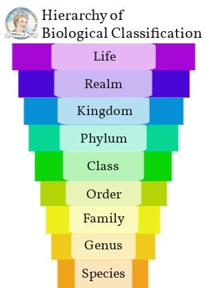 The hierarchy of biological classification system.