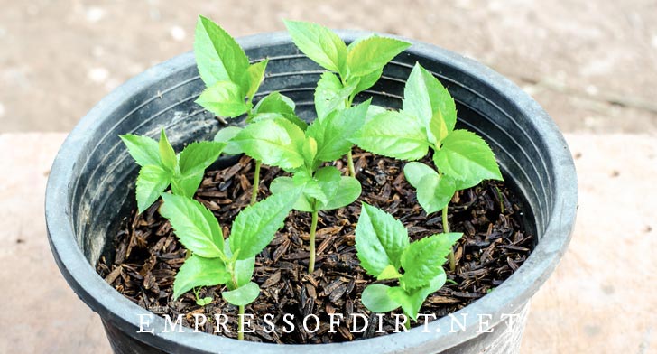 Apple tree seedlings sprouted from apple seeds.