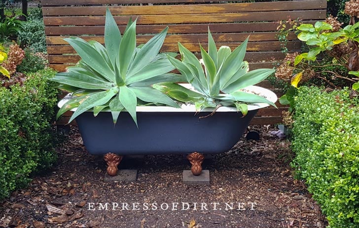 Old clawfoot bathtub, painted blue and planted with giant agave plants.